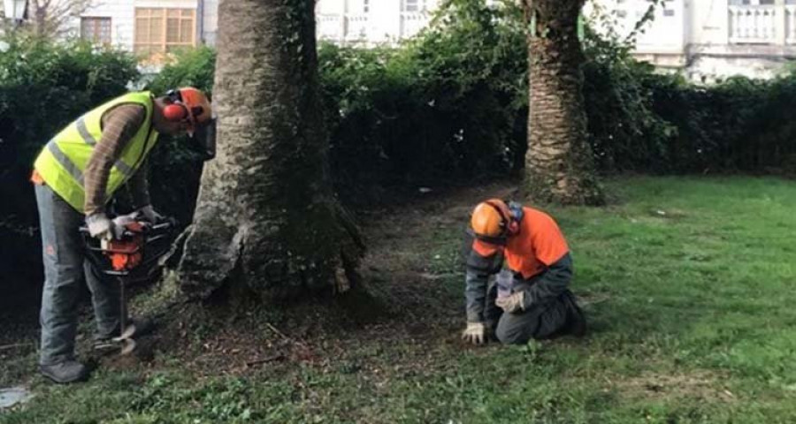 El Concello de Caldas pide a los propietarios de palmeras que extremen los cuidados