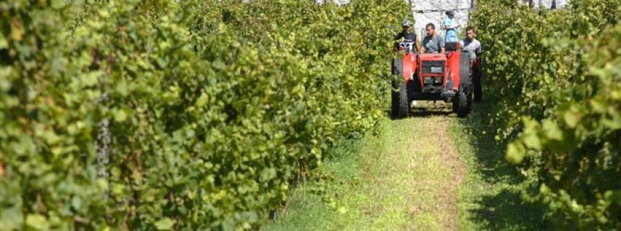 CAMBADOS-UUAA y el SLG auguran precios ilegales por la uva y responsabilizan a la Xunta