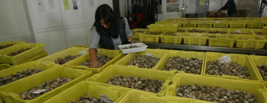 Las mariscadoras de Vilaxoán amplían los topes de almeja ante la falta de berberecho