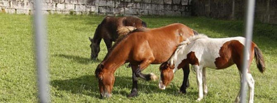 Los caballos de Castroagudín  se van para terrenos de la Xunta
