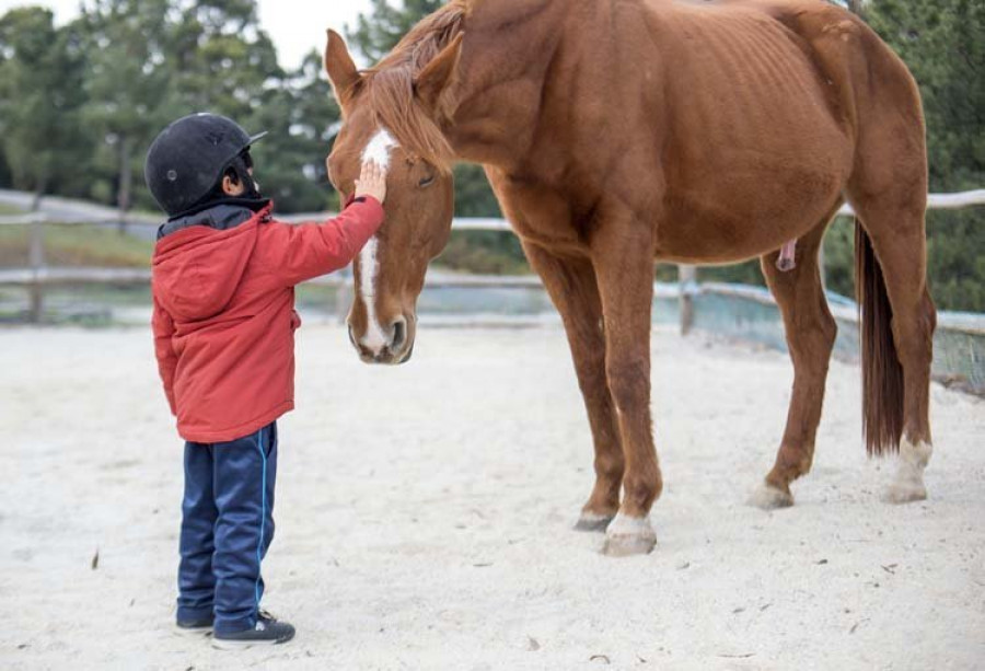 Los caballos aprenden a usar símbolos para transmitir deseos