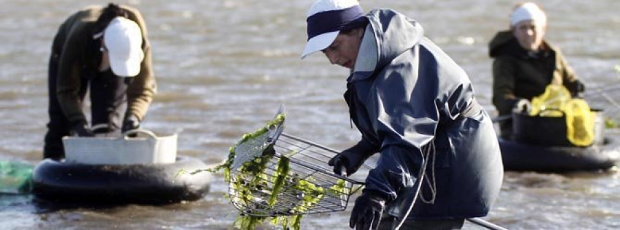 Las mariscadoras de Carril se plantean un nuevo paro ante la mortandad del bivalvo