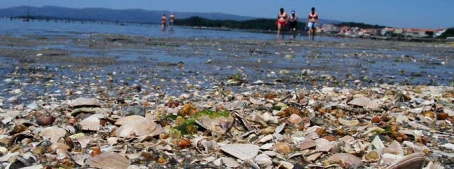 Mar investiga la masiva mortandad de japónica en la playa y parques de Carril