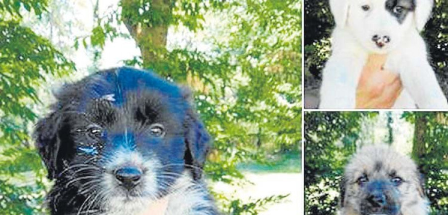 Identifican al responsable del abandono  de siete cachorros metidos en una caja
