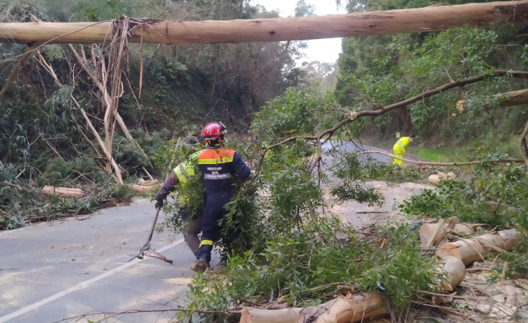 Cortada al tráfico la carretera de A Tomada a Moldes por la caída de media docena de árboles