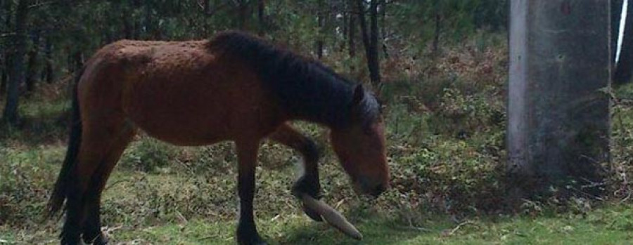 MEIS - Denuncian la aparición  de otro caballo con cepo