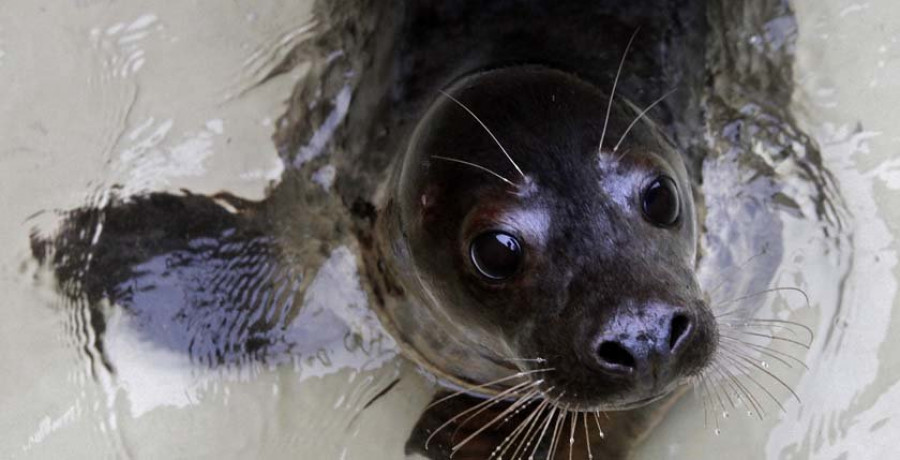 Reportaje | La cría de lobo marino “Luis Muxía” engrosa la lista de huéspedes del Igafa