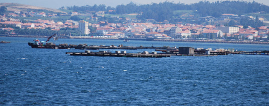 La marea roja cierra diez polígonos de bateas en Arousa y pone en jaque al sector