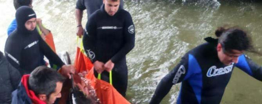 Rescate exprés de dos delfines varados en  el puente de A Toxa