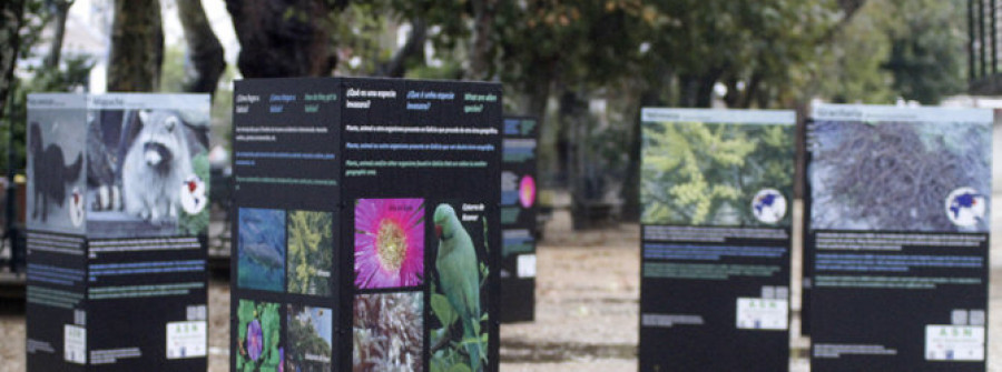 A Calzada estrena una exposición al aire libre sobre especies invasoras en Galicia