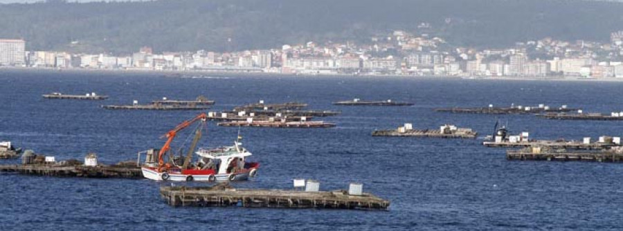 Mar y sector pedirán a Madrid que medie en Europa para el cambio en las analíticas de mejillón