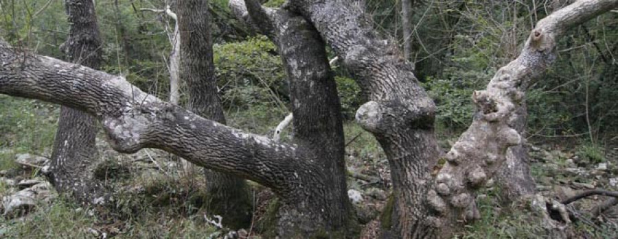 Galicia aporta más de la mitad de la madera que se corta en todo el Estado