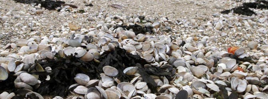 Mariscadoras de Carril estudian pedir el cese de actividad por la elevada mortandad