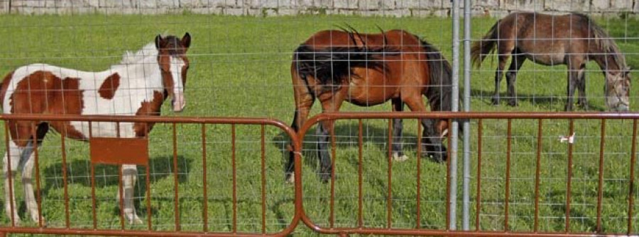 Trasladan a los caballos capturados en Castroagudín al recinto de Fexdega