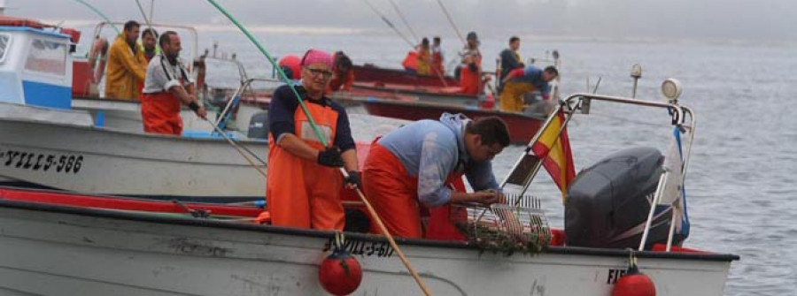 Las extracciones de babosa en Os Lombos caen casi un 50% en lo que va de campaña