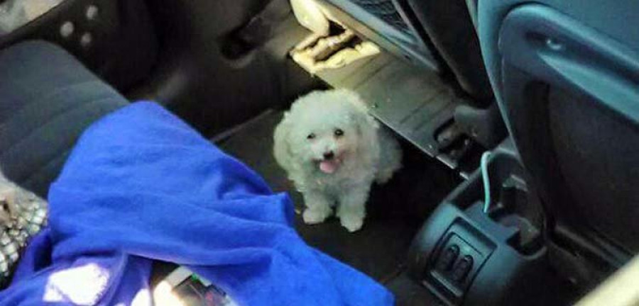 Emerxencias rescata a un perro encerrado en un coche al sol en Baltar