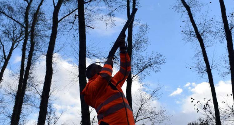 Valga inicia la eliminación de 
nidos de velutina mediante disparos