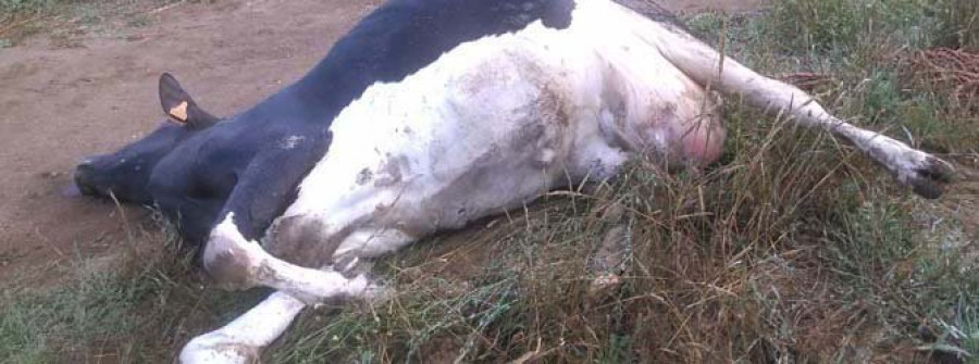 Denuncian el envenenamiento de 23 vacas de una granja en Santa Comba