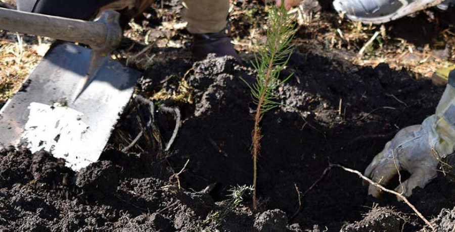 Alumnos de Baño y Cordeiro plantan 250 árboles autóctonos en el monte de San Miguel