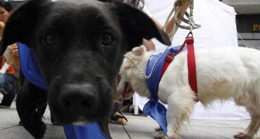 Sanxenxo invierte 20.000 euros en habilitar un parque canino en Baltar