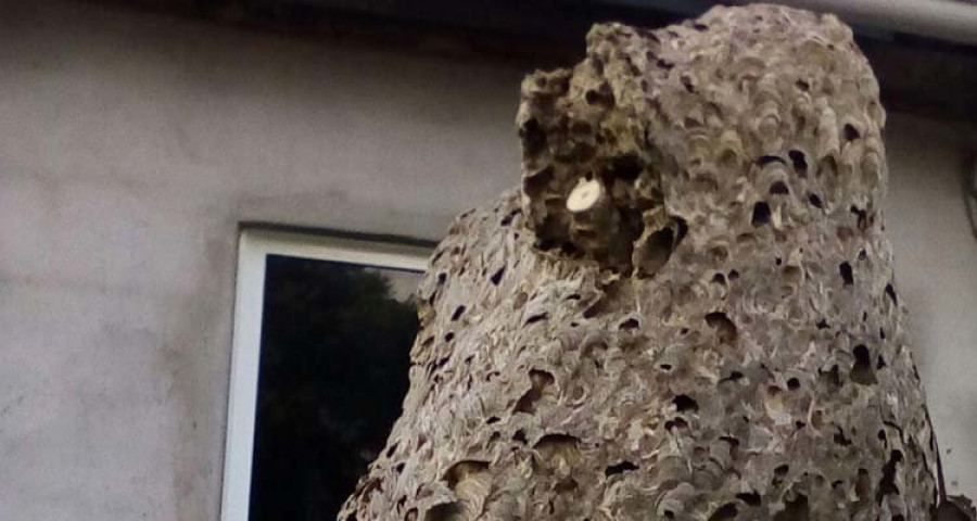 Protección Civil de Ribadumia retira su mayor colmena de avispa velutina, de 1,15 metros
