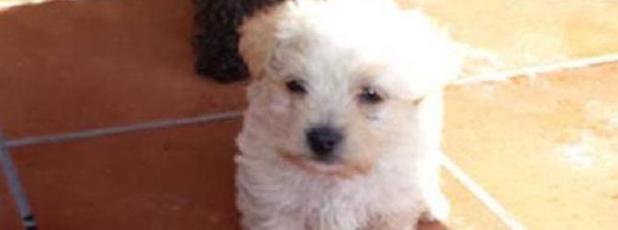 MEIS-La perrera de Armenteira da en adopción a un caniche reclamado por su dueña, que lo había perdido