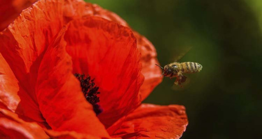 Las flores favoritas de las abejas son rojas, azules o blancas