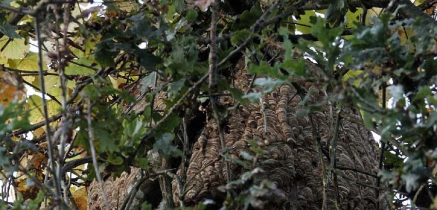 Vecinos del poblado de Cornazo temen a un nido gigante de velutina