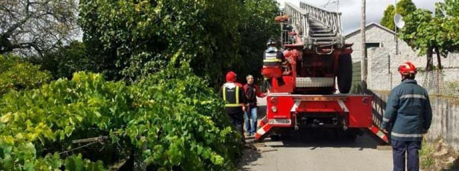 Retiran e incineran el nido de avispas asesinas cercano a casas en Rubiáns