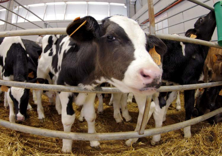 Científicos desarrollan vacas resistentes a la tuberculosis