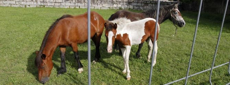 Ravella emite un bando para localizar a los dueños de los caballos de Castroagudín