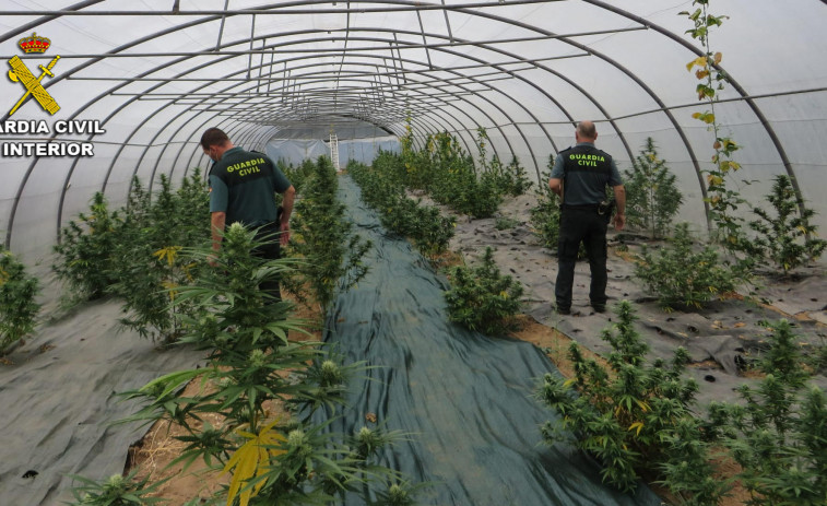 Investigan a un vilanovés por 161 plantas de marihuana incautadas en un invernadero de Silleda