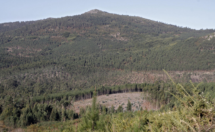 Cea, los frutos a la vista  de una cuidada inversión en el monte