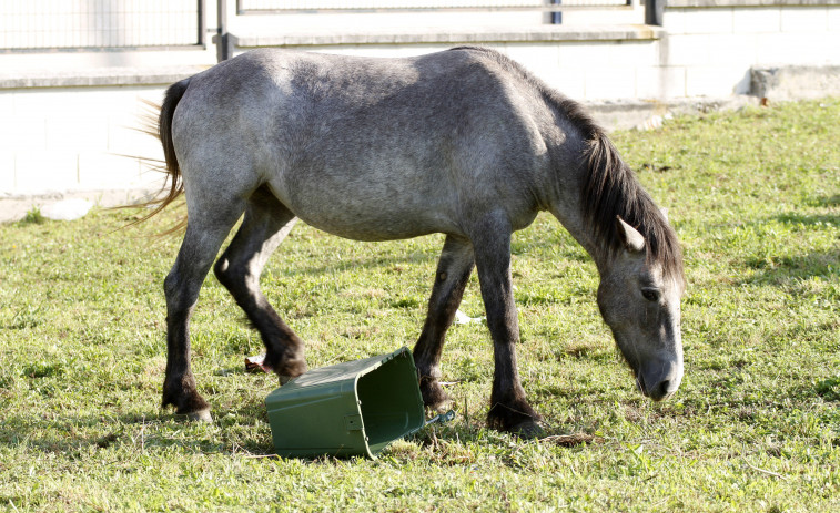 Denuncian el posible maltrato de un caballo atado al sol y sin agua