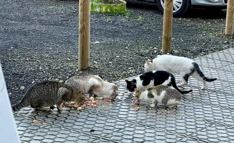 Malestar de vecinos y comerciantes de Boiro por el depósito de comida en la calle para alimentar a los gatos