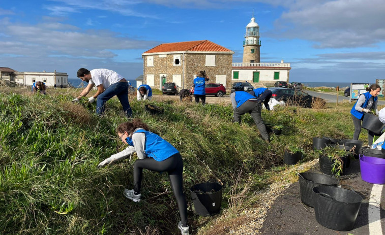 El voluntariado de Afundación retira más de dos toneladas de especies invasoras en Corrubedo