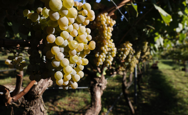 Vega Sicilia adquirirá bodega en Rías Baixas para elaborar vinos con Albariño