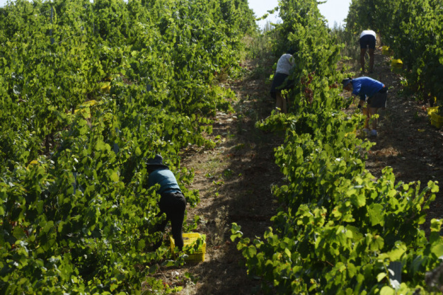 Casi 200 viticultores se reparten más de 2 millones de euros en ayudas de la Xunta para mejorar sus producciones