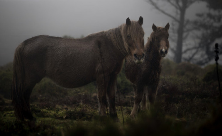 La desaparición del último caballo salvaje en Galicia