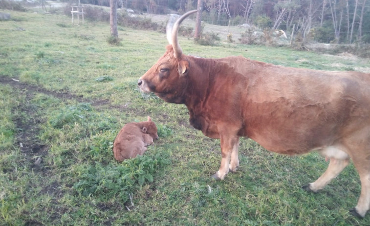 Un nuevo vecino habita en los montes de San Vicente de O Grove