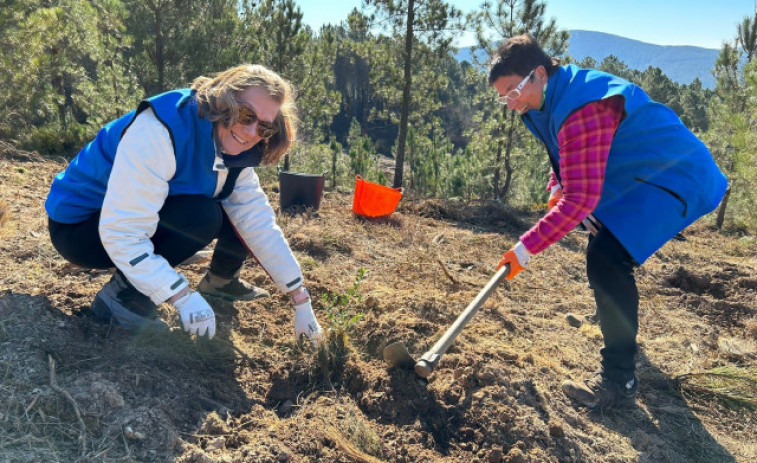 Voluntarios convocados por Afundación plantan 300 árboles autóctonos en Laza