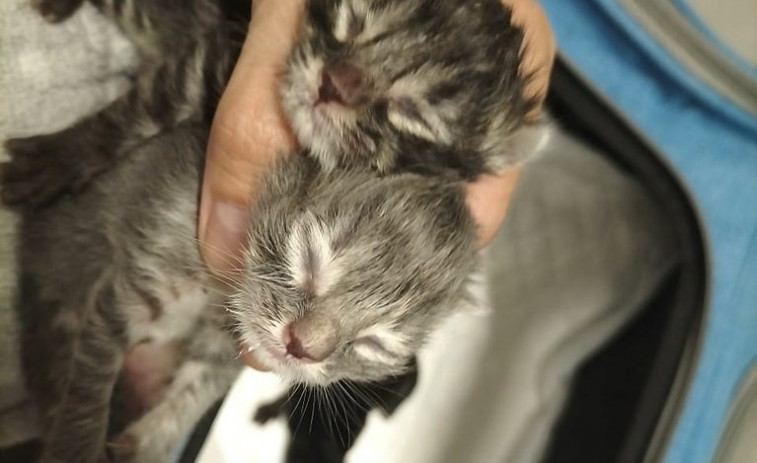 La Asociación Peludos Invisibles de Sanxenxo busca casas de acogida ante la previsión de abandonos de camadas de gatos