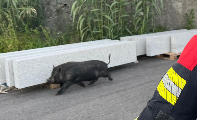 Un cerdolí se da un paseo por Bamio
