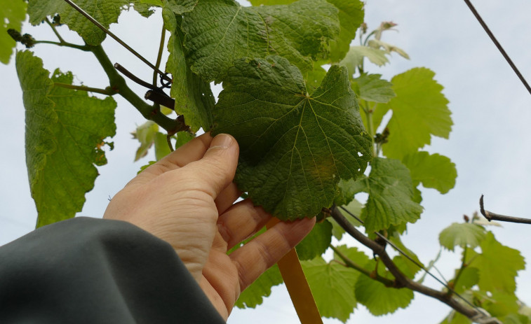 Areeiro detecta un aumento de oídio y acoseja continuar la vigilania de la viña ante el mildiu y la botritis