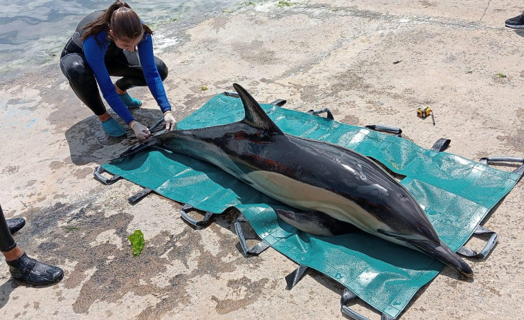 Rescatan a un delfín enredado en aparejos de pesca en Taragoña
