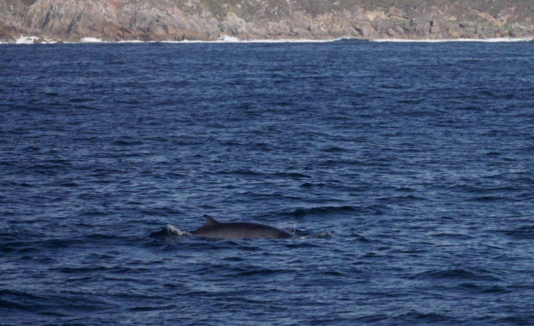 Avistan a una ballena durante el viaje entre Sanxenxo y las islas Cíes