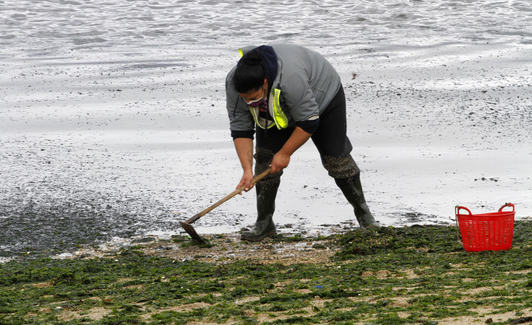 El BNG de O Grove propone la colaboración entre Concello y mariscadoras para la retirada de las algas de los arenales