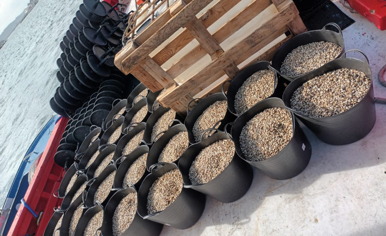 La Cofradía de Cambados realiza una nueva siembra de almeja en O Galiñeiro