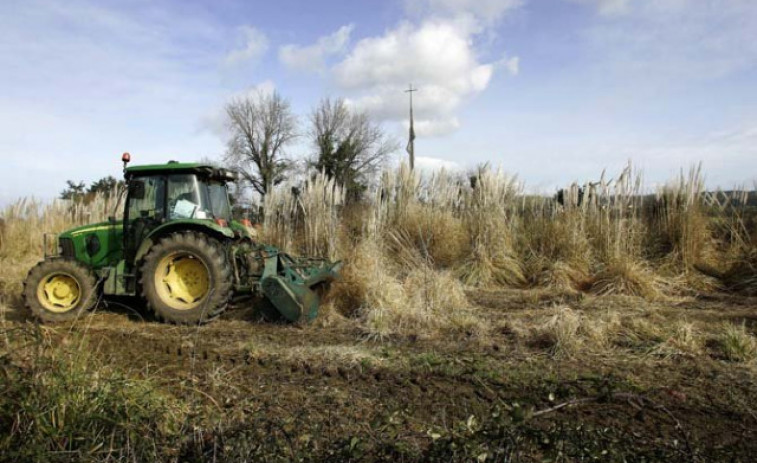 El sector agrario alerta de más plagas por el cambio climático en Galicia