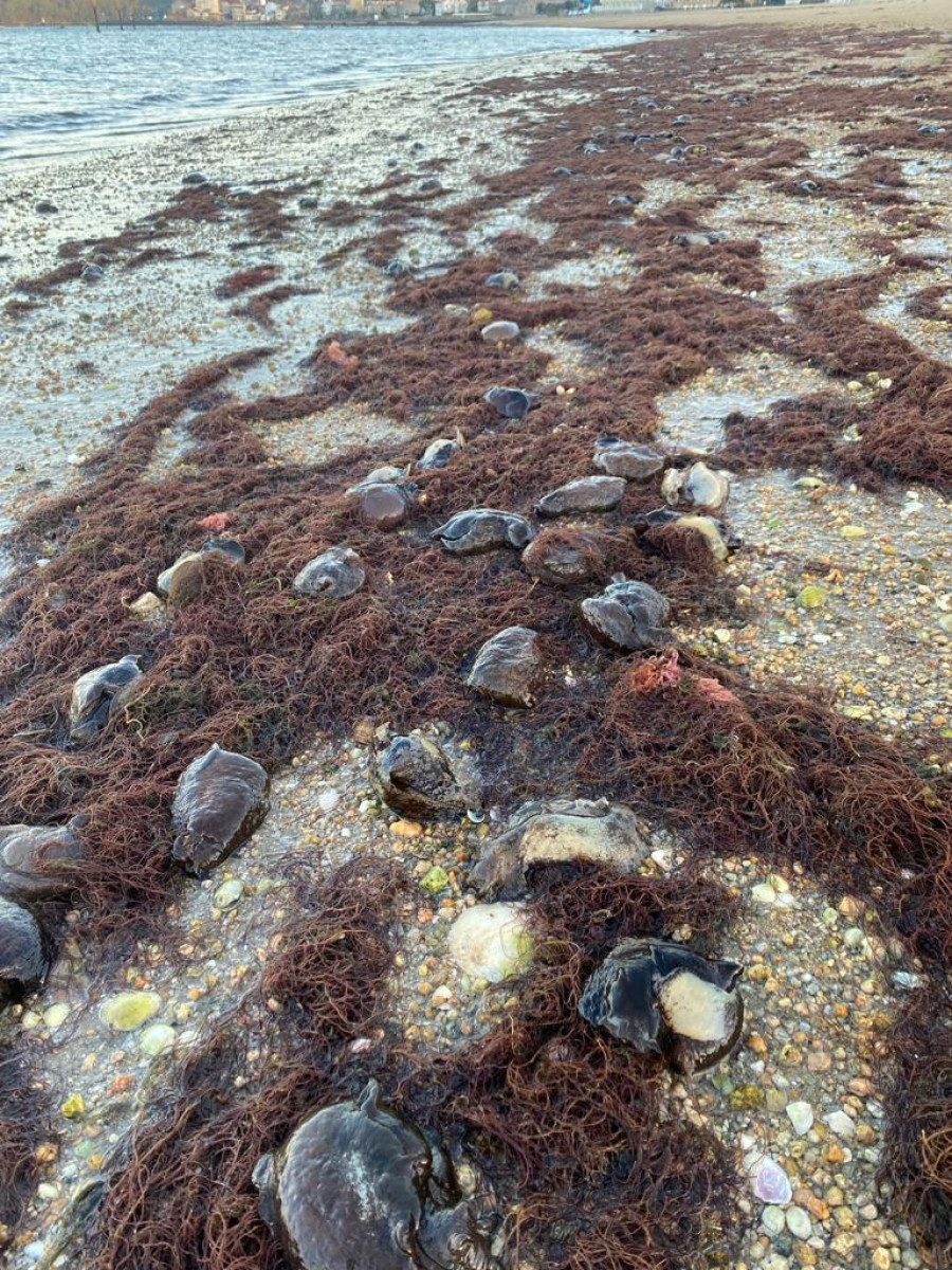 Cientos de liebres de mar llegan a las orillas de la playa de Vilagarcía